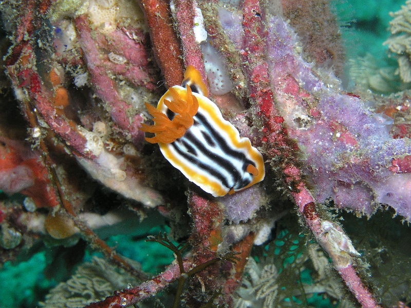 Afrika Sternschnecke.JPG